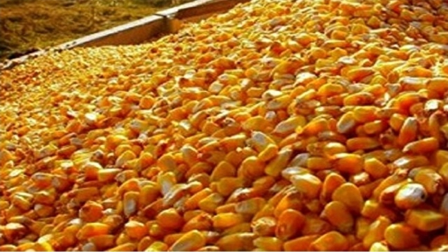 واردات ۶ میلیون تن ذرت دامی از ۱۵ کشور