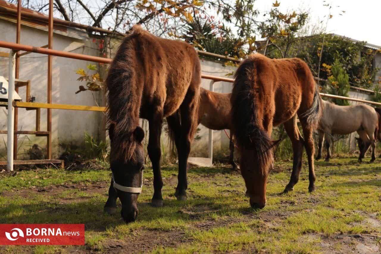 بیستمین جشنواره ملی زیبایی اسب كاسپین در منطقه آزاد انزلی برگزار شد