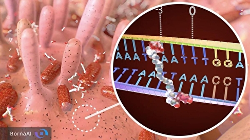 سم پنهان باکتری روده چگونه DNA را هدف می‌گیرد؟