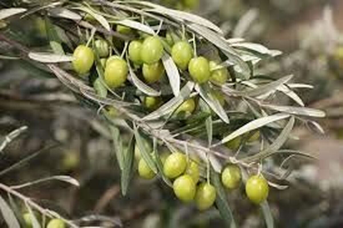 تأکید متخصصان بین‌المللی بر مدیریت علمی باغ‌های زیتون در رویداد ملی قزوین 