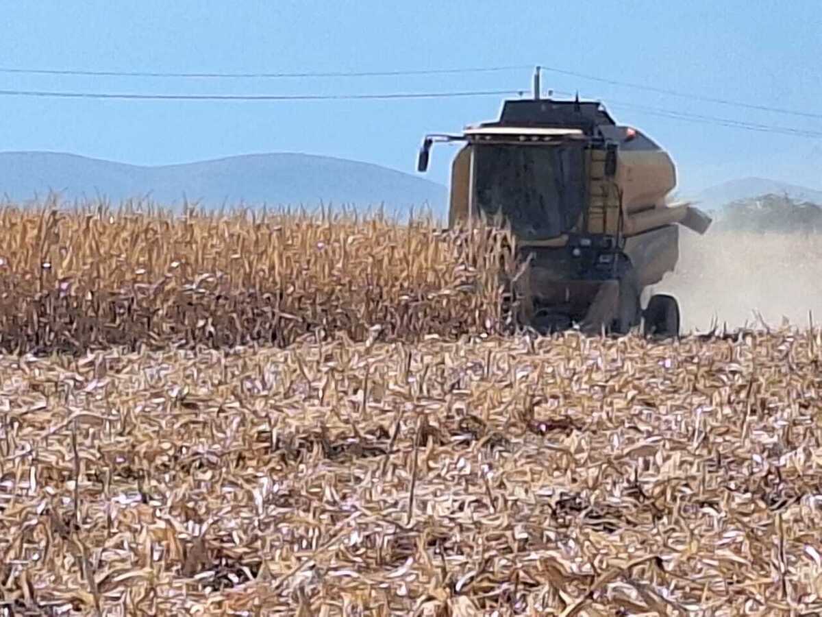 پیش بینی برداشت ۱۳ هزار و ۸۰۰ تن ذرت دانه‌ای از مزارع حاجی‌آباد هرمزگان