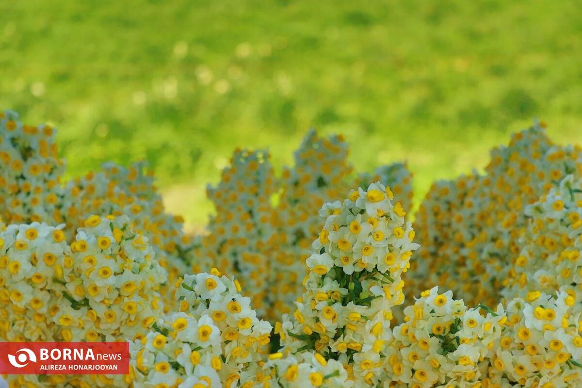 رتبه‌های برتر خوزستان در تولید گل و گیاهان زینتی کشور / ظرفیت بالا برای توسعه صادرات