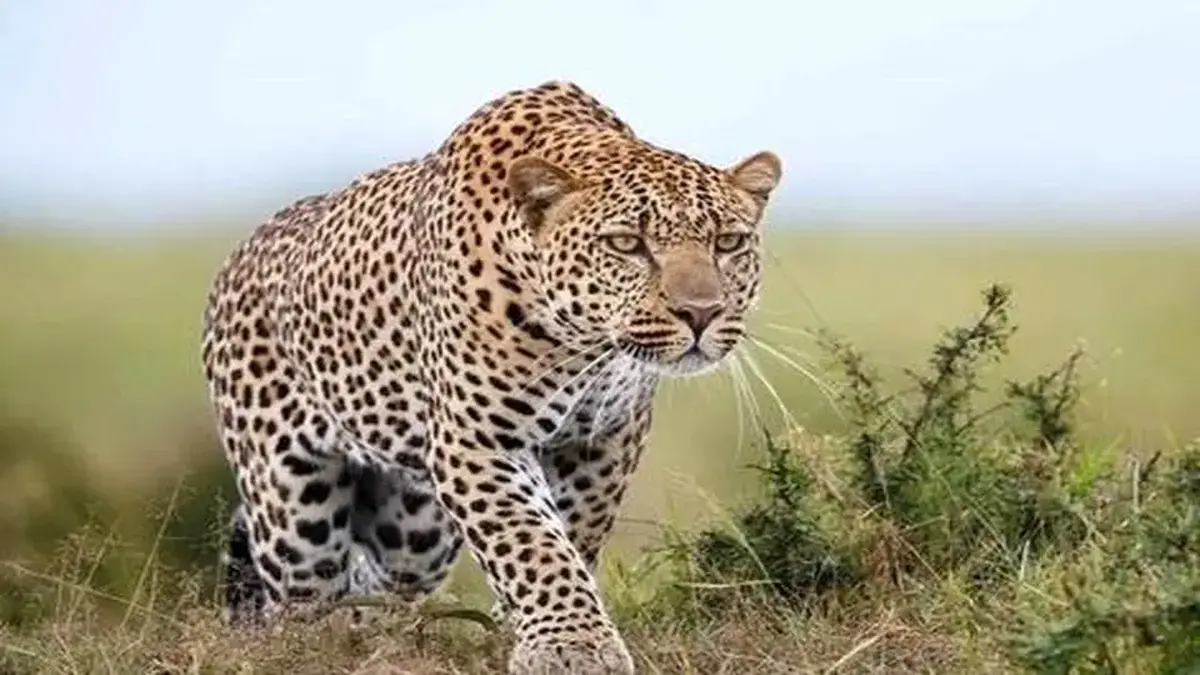 مشاهده یک قلاده پلنگ ایرانی در الموت قزوین