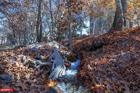 پاییز در محلات؛ پایتخت گل ایران