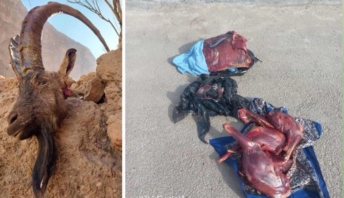 دو شکارچی کل وحشی در ارتفاعات ساغند اردکان دستگیر شدند