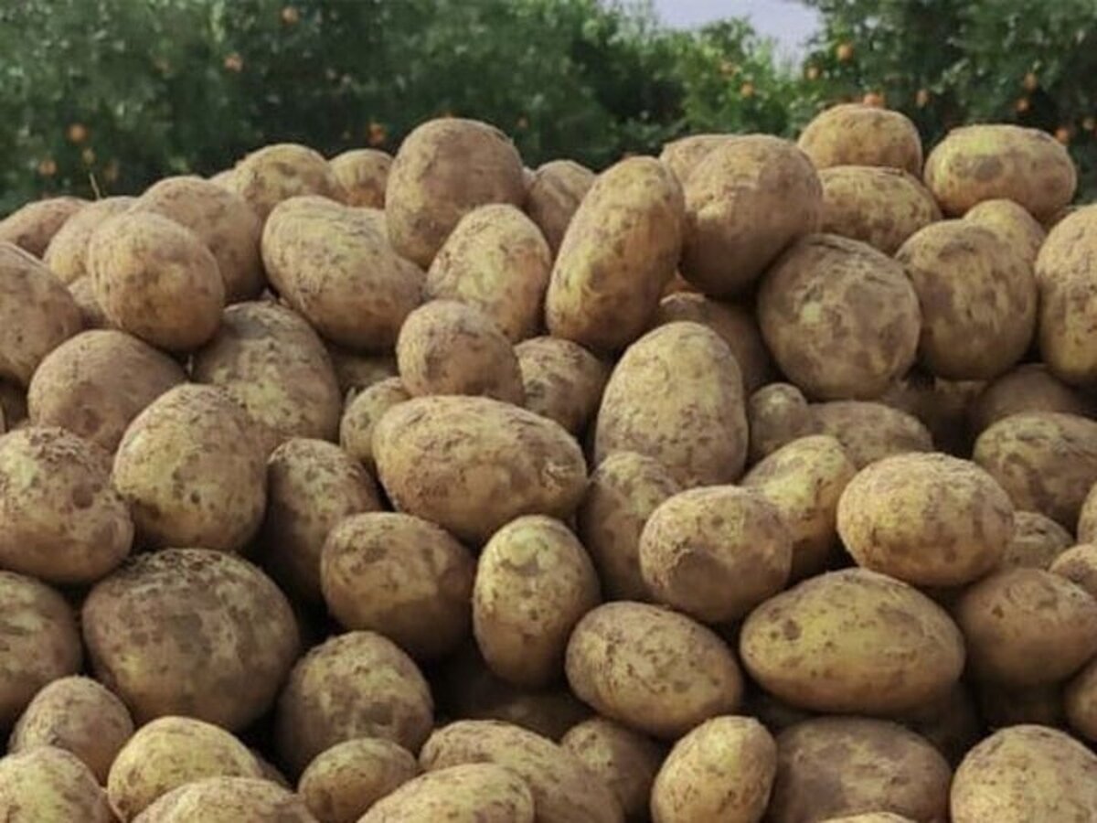 برداشت بیش از ۲۴۶ هزار تن سیب‌زمینی در لرستان 