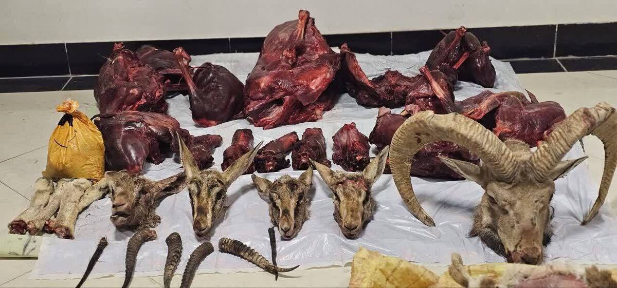 شناسایی شکارچیان متخلف در طبس