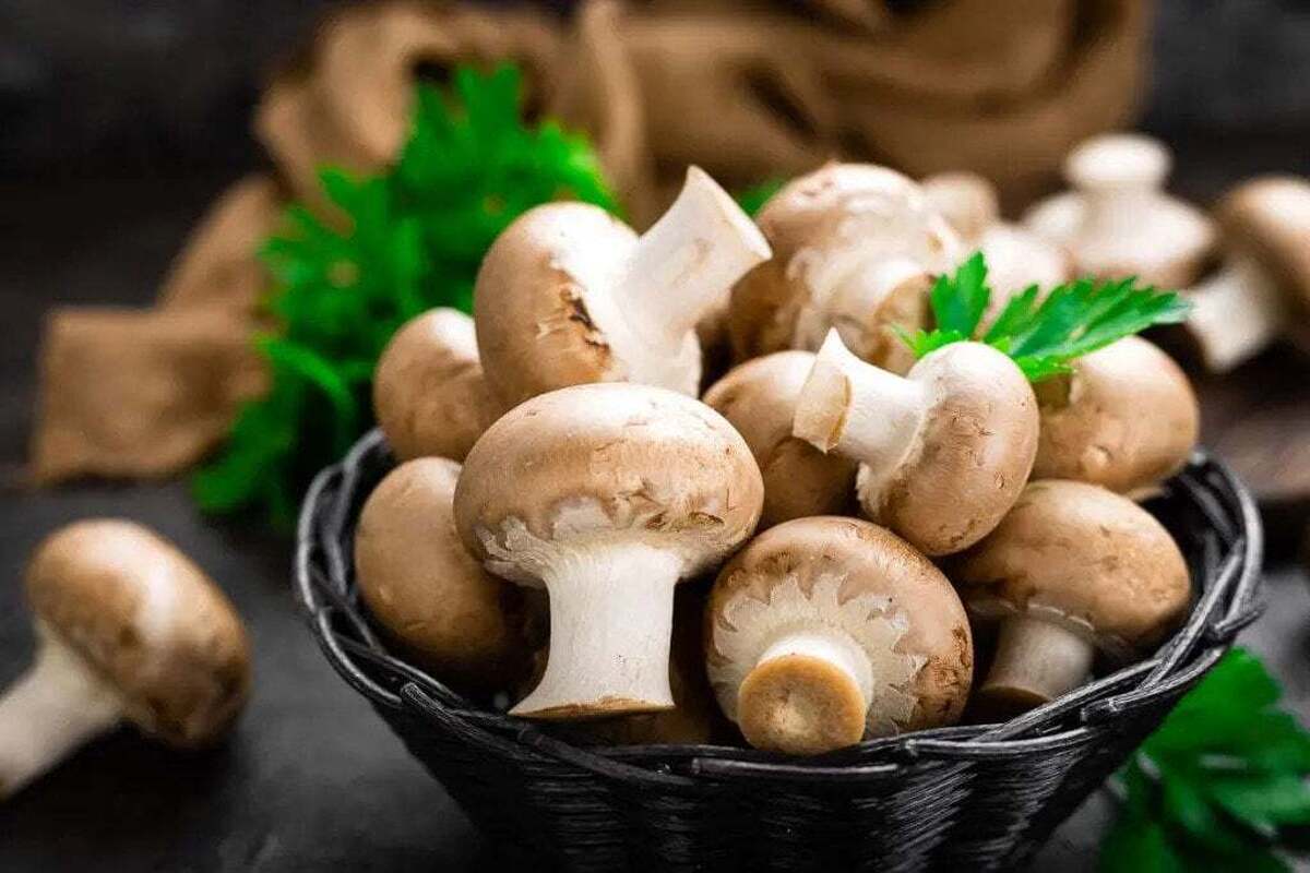 قیمت انواع قارچ در  میادین میوه و تره بار اعلام شد