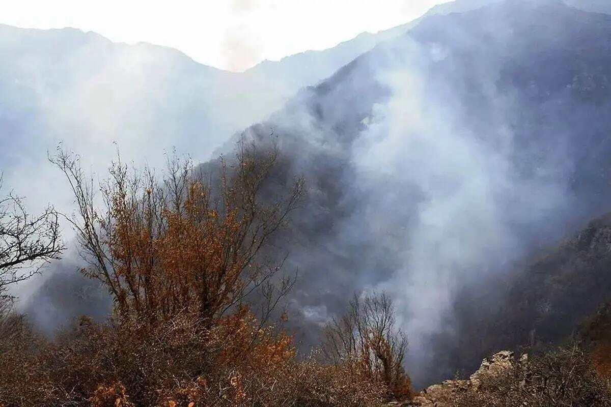 انتقاد دادستان  مرکز استان مازندران از ضعف نظارت محیط زیست و گردشگری/ سهل‌انگاری منابع طبیعی در  قطع درختان خشک و جمع‌آوری درختان شکسته