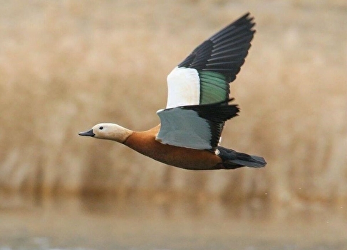 آغاز زمستان با پرواز آنقوت‌ها / نخستین مهمانان سیبری بر تالاب سولدوز نشستند