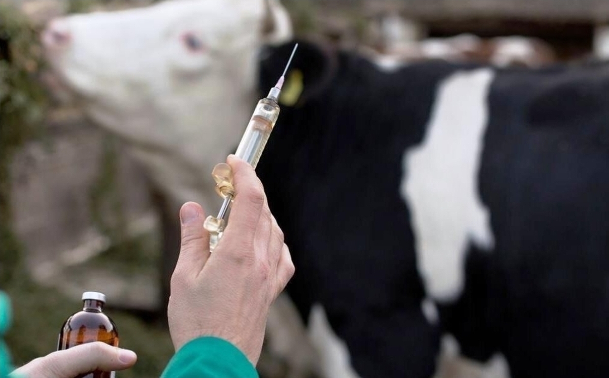 تشدید واکسیناسیون و نظارت میدانی برای جلوگیری از تب برفکی