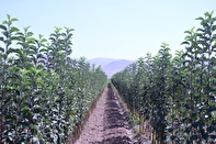 ایران جزو ۱۰ کشور اول دنیا در تولید محصولات باغبانی است