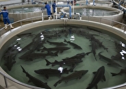 چشم‌انداز روشن پرورش مرواید سیاه در کهگیلویه و بویراحمد