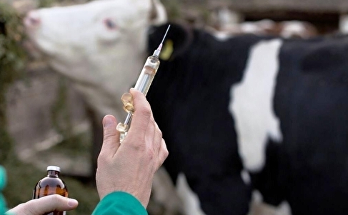 تشدید واکسیناسیون و نظارت میدانی برای جلوگیری از تب برفکی