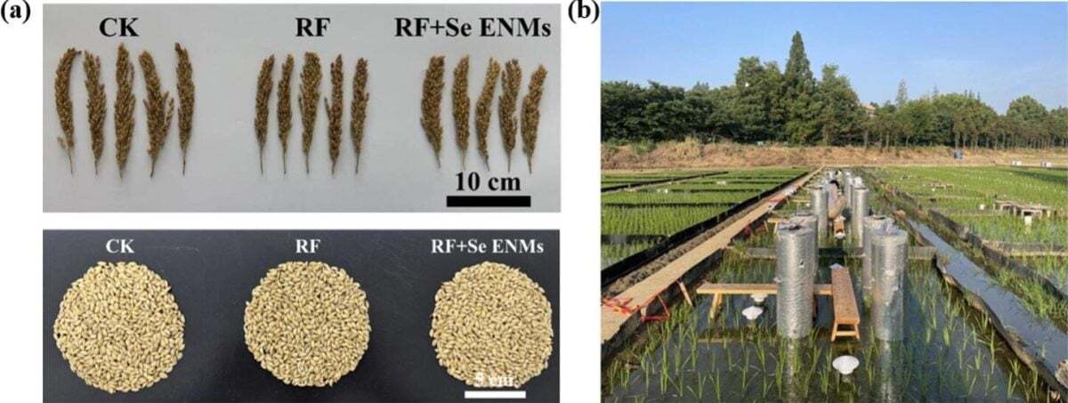 تولید برنج سالمتر و ارزانتر با یک تکنولوژی نانو! تولید برنج سالمتر و ارزانتر با یک تکنولوژی نانو!