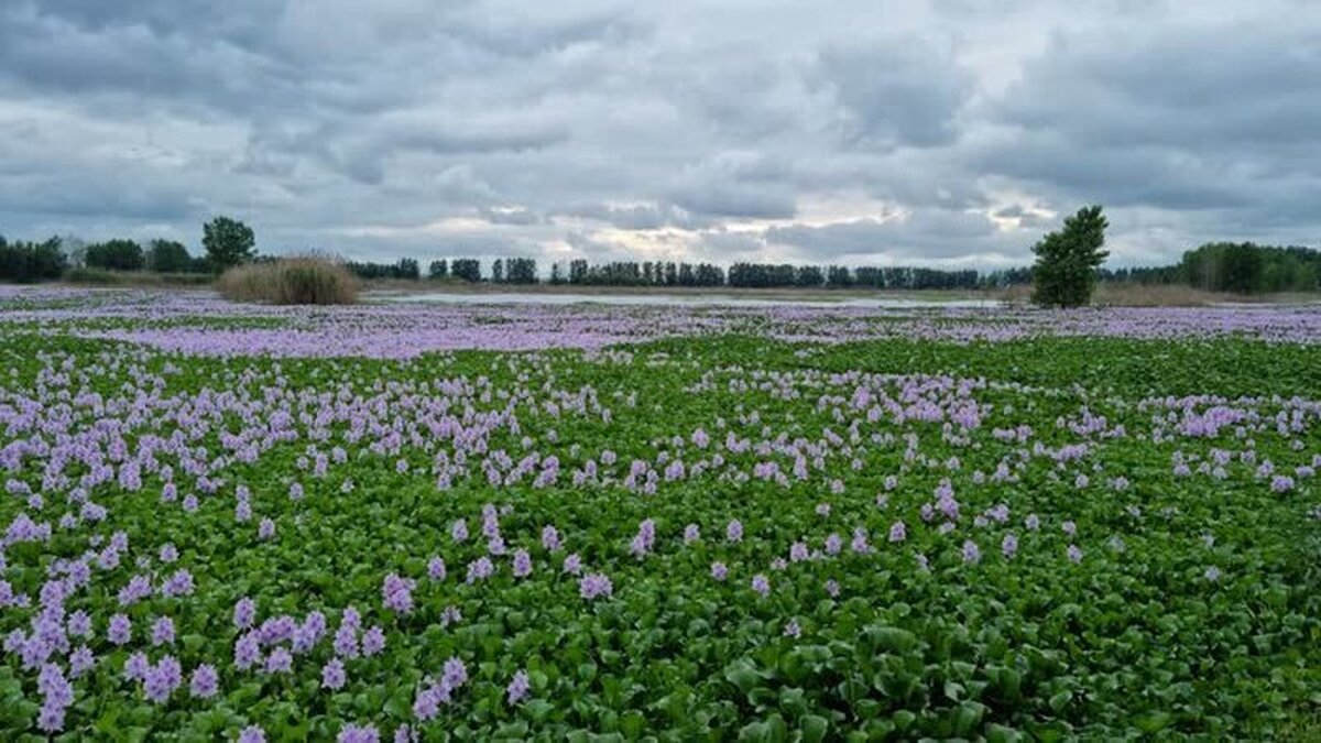 پیشروی شیطان آبی در مازندران/ خطر نابودی آب‌بندان ها را باید جدی بگیریم