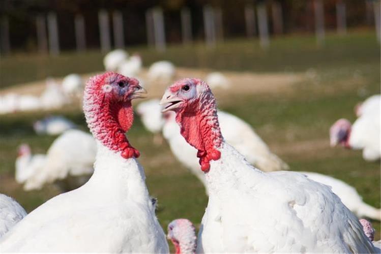 تولید بیش از ۴ هزار تن گوشت بوقلمون در قزوین تولید بیش از ۴ هزار تن گوشت بوقلمون در قزوین