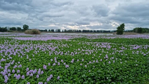 پیشروی شیطان آبی در مازندران/ خطر نابودی آب‌بندان ها را باید جدی بگیریم