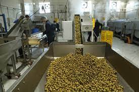 تحول در تولید زیتون با بهرهگیری از دانش روز و فناوریهای نوین تحول در تولید زیتون با بهرهگیری از دانش روز و فناوریهای نوین