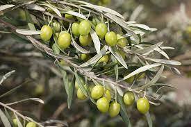 تحول در تولید زیتون با بهرهگیری از دانش روز و فناوریهای نوین تحول در تولید زیتون با بهرهگیری از دانش روز و فناوریهای نوین
