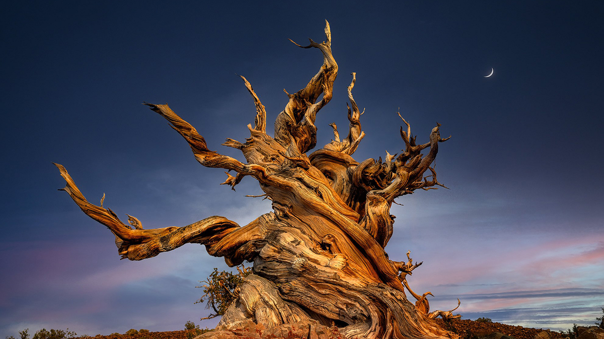 پرومتئوس قدیمی‌ترین موجود زنده کره زمین که توسط انسان از بین رفت+عکس
