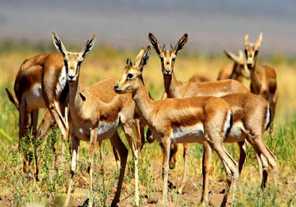 آغاز سرشماری پستانداران بزرگ‌جثه در منطقه حفاظت‌شده باشگل تاکستان