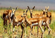 آغاز سرشماری پستانداران بزرگ‌جثه در منطقه حفاظت‌شده باشگل تاکستان