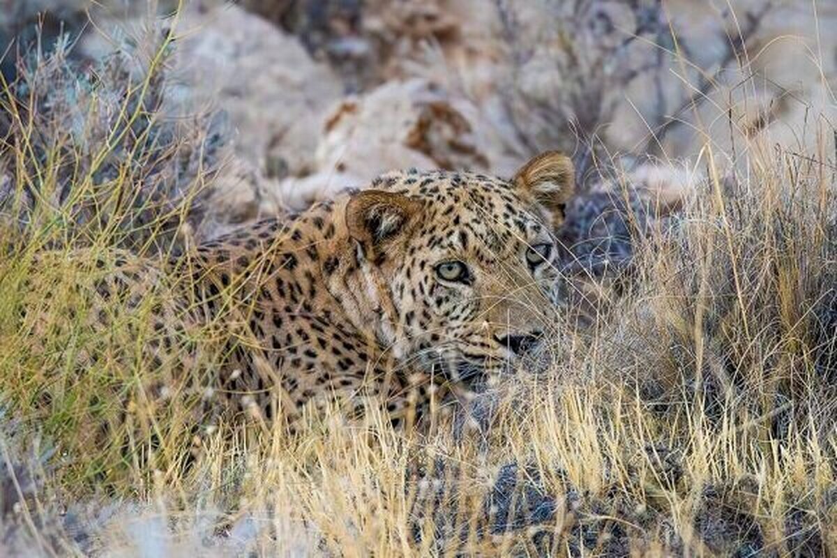 حمله پلنگ به دامهای اهلی در بخش رودخانه رودان