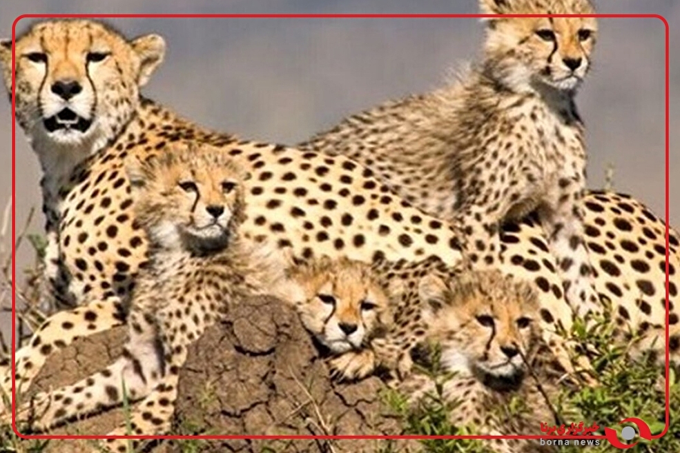 مشاهده ۶ یوزپلنگ در میاندشت خراسان شمالی