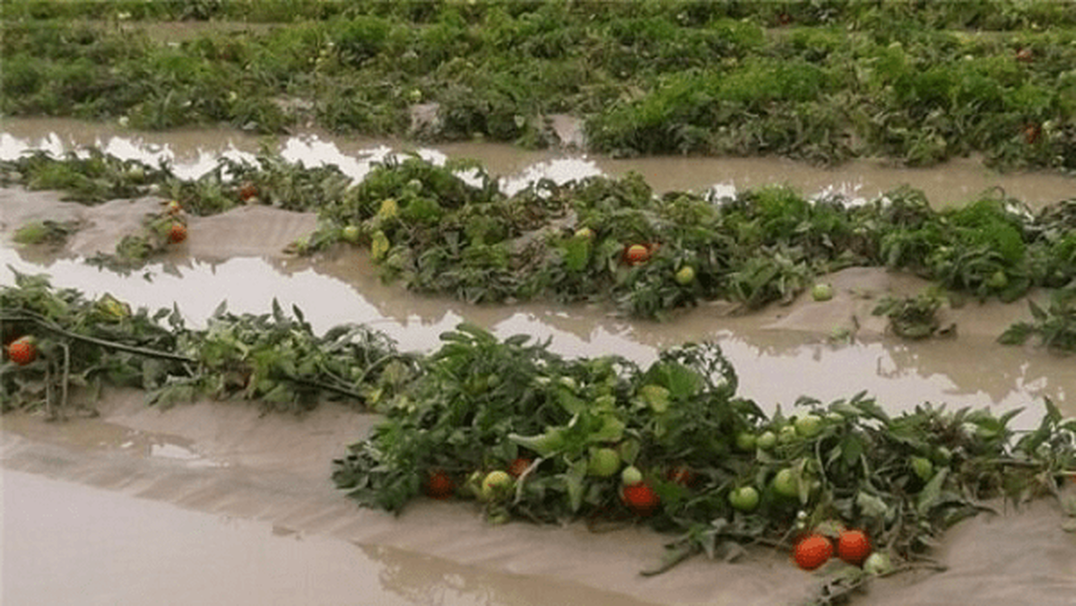 هشدار به کشاورزان هرمزگانی درباره سیلاب و سرمازدگی