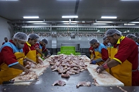 کمبودی در بازار مرغ شب یلدا وجود ندارد