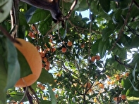 این کارگاه‌ها نان دلال‌های مرکبات مازندران را آجر می کند!