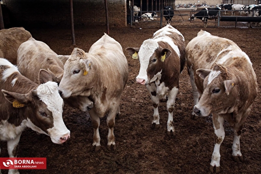 تولید شیر در دامداری تلیسه‌ نمونه