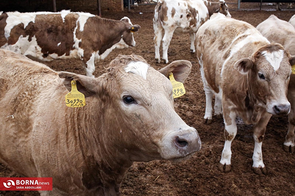 تولید شیر در دامداری تلیسه‌ نمونه