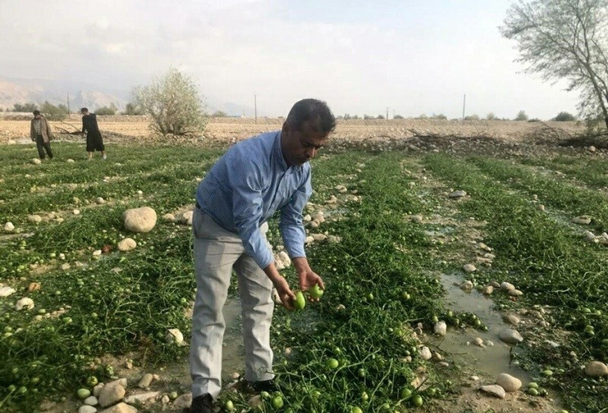 بارندگی و تگرگ به مزارع کشاورزی جنوب بوشهر خسارت سنگین وارد کرد