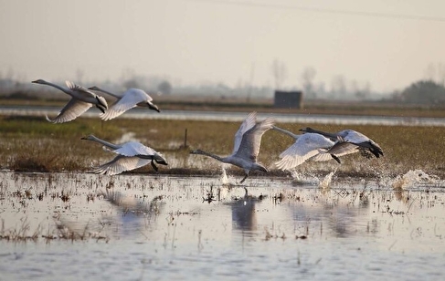دمی حال خوش برای مازندران؛ قطعه کوک سرخرود با سمفونی مهاجران