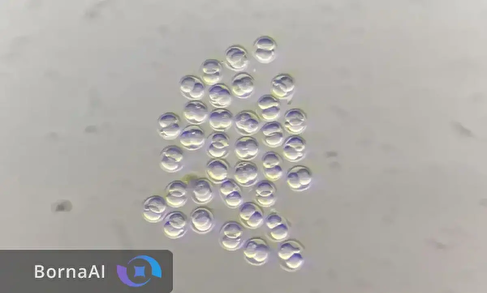 دی‌ان‌ای ویروسی باستانی چگونه رشد اولیه جنین را هدایت می‌کند؟