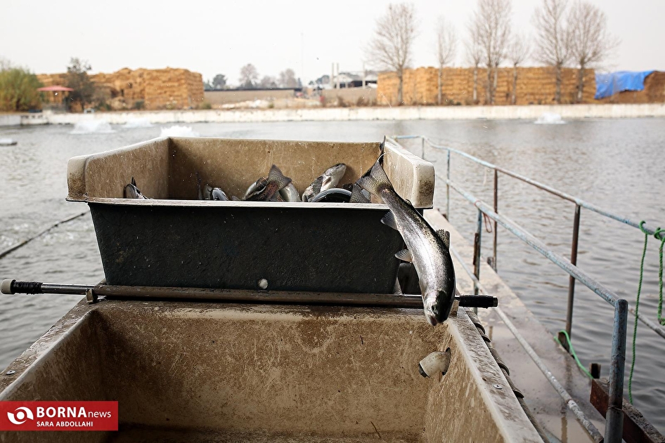 برداشت شب یلدایی ماهی قزل آلا