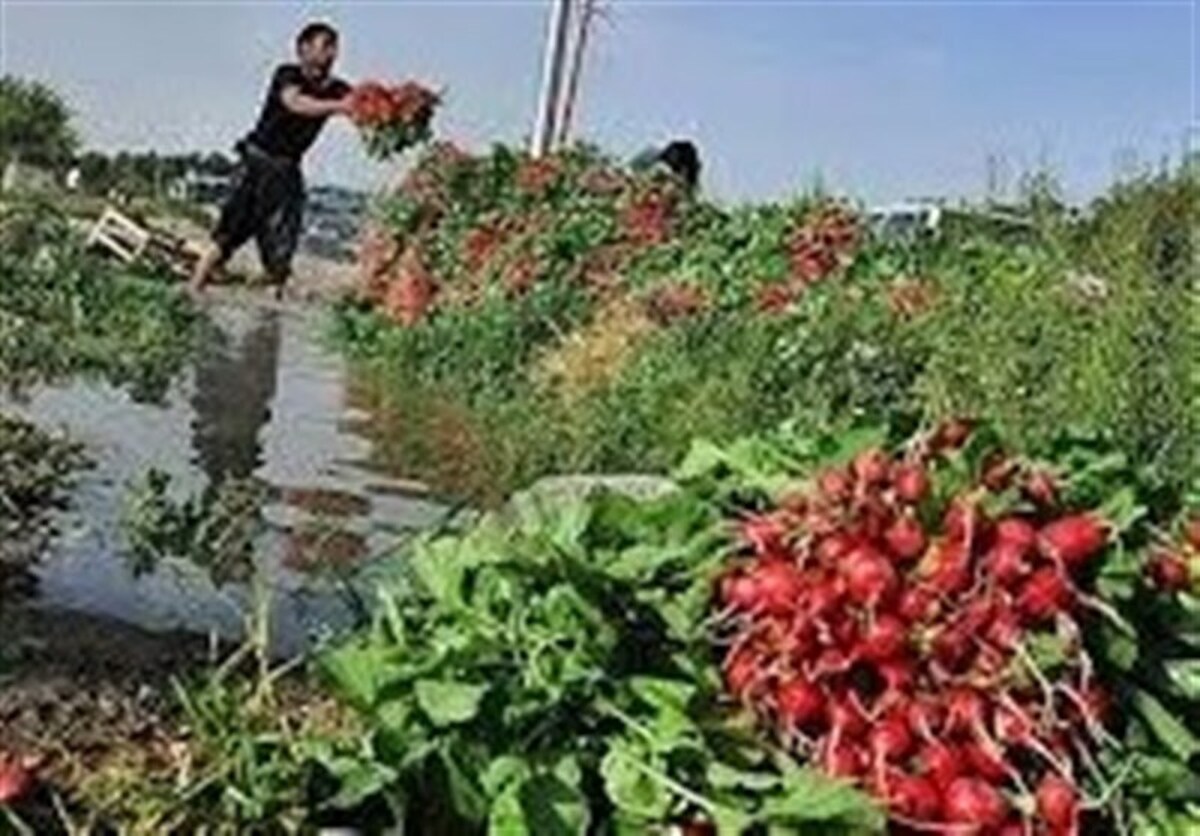 سه هکتار سبزی آلوده به نفت در دزفول امحاء شد/ برخورد بدون اغماض با تهدیدکنندگان سلامت غذایی تاکید کرد