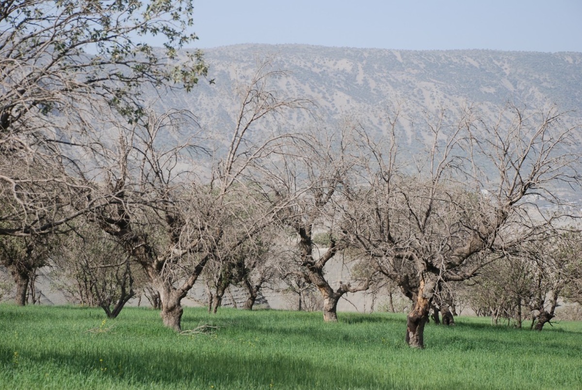 مبارزه با آفت لورانتوس در بیش از ۱۰۰۰ هکتار از جنگل‌های کردستان