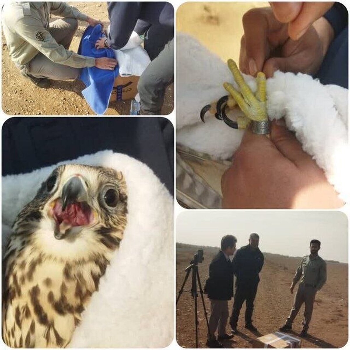 رهاسازی موفق یک بالابان درمان‌شده در زیستگاه‌های البرز