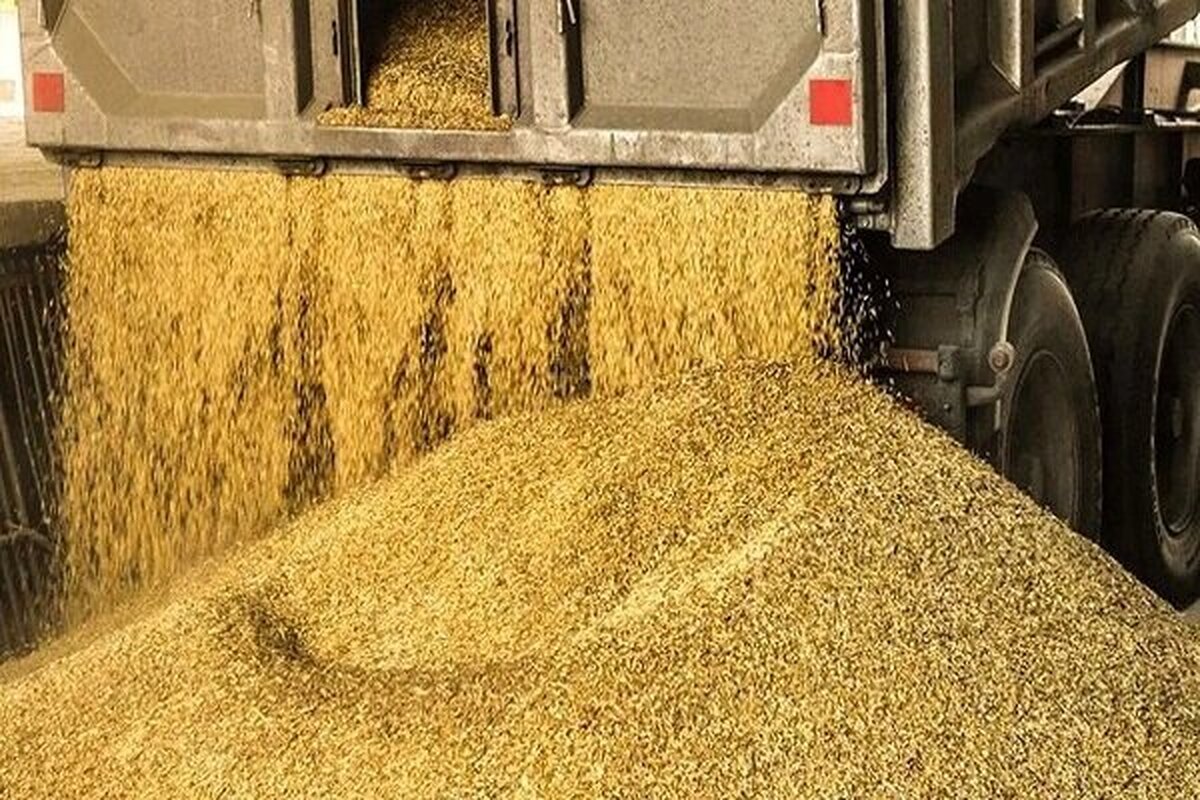 کشف ۴۲ هزار تن نهاده دامی قاچاق و احتکاری