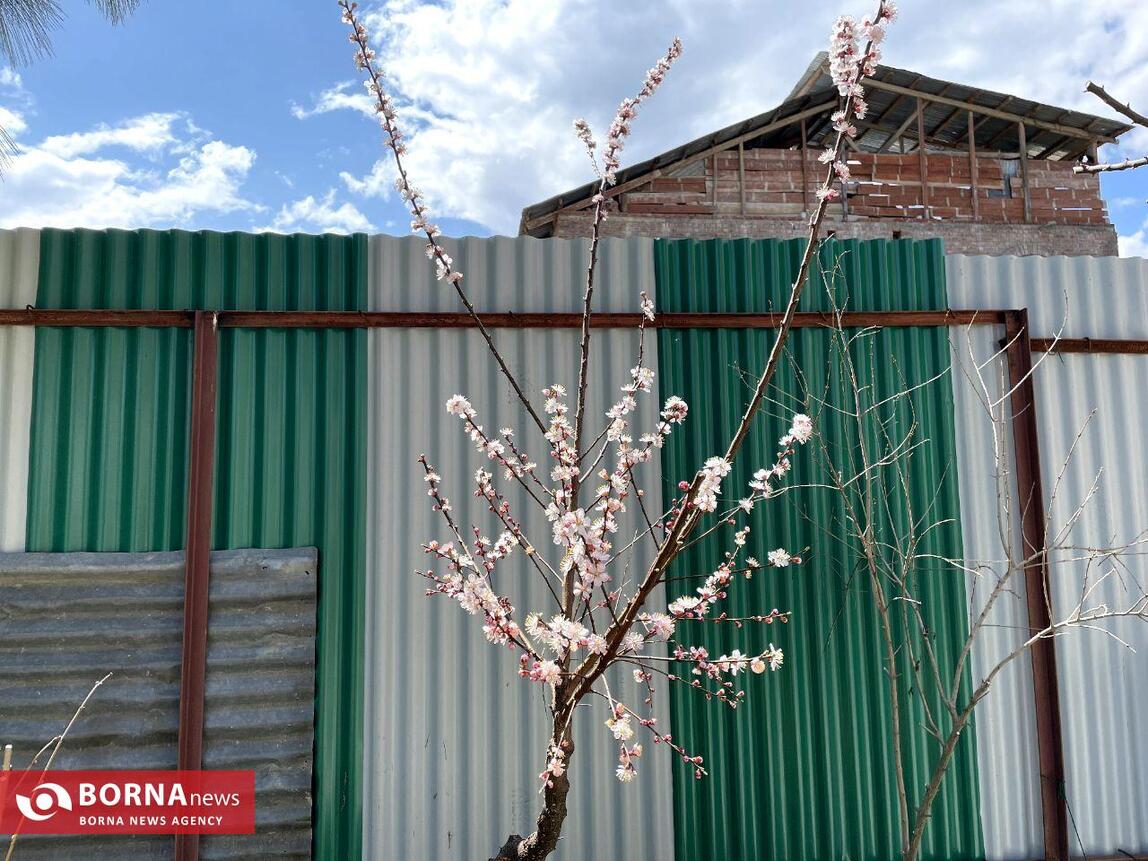 بهار در کشمیر هند