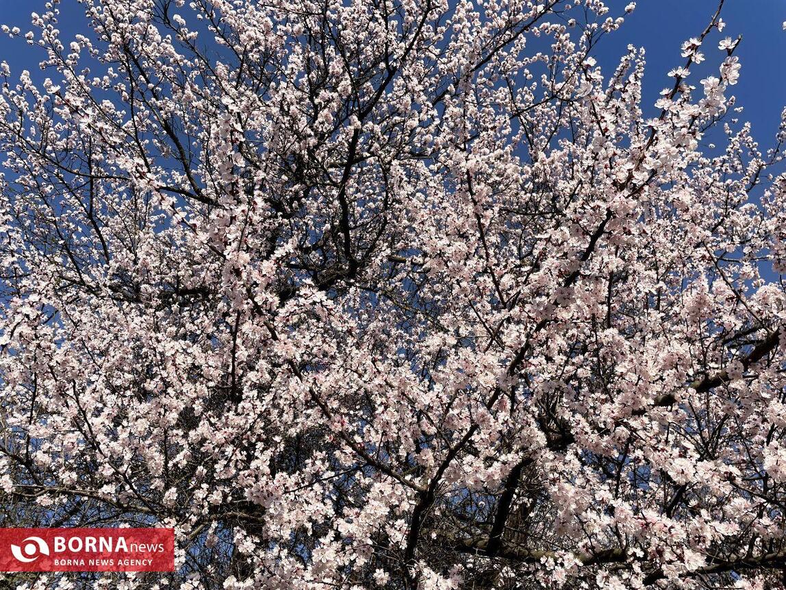 بهار در کشمیر هند