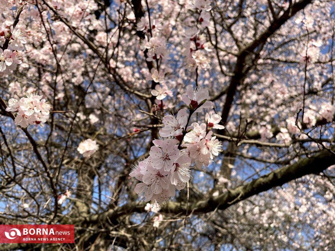 بهار در کشمیر هند