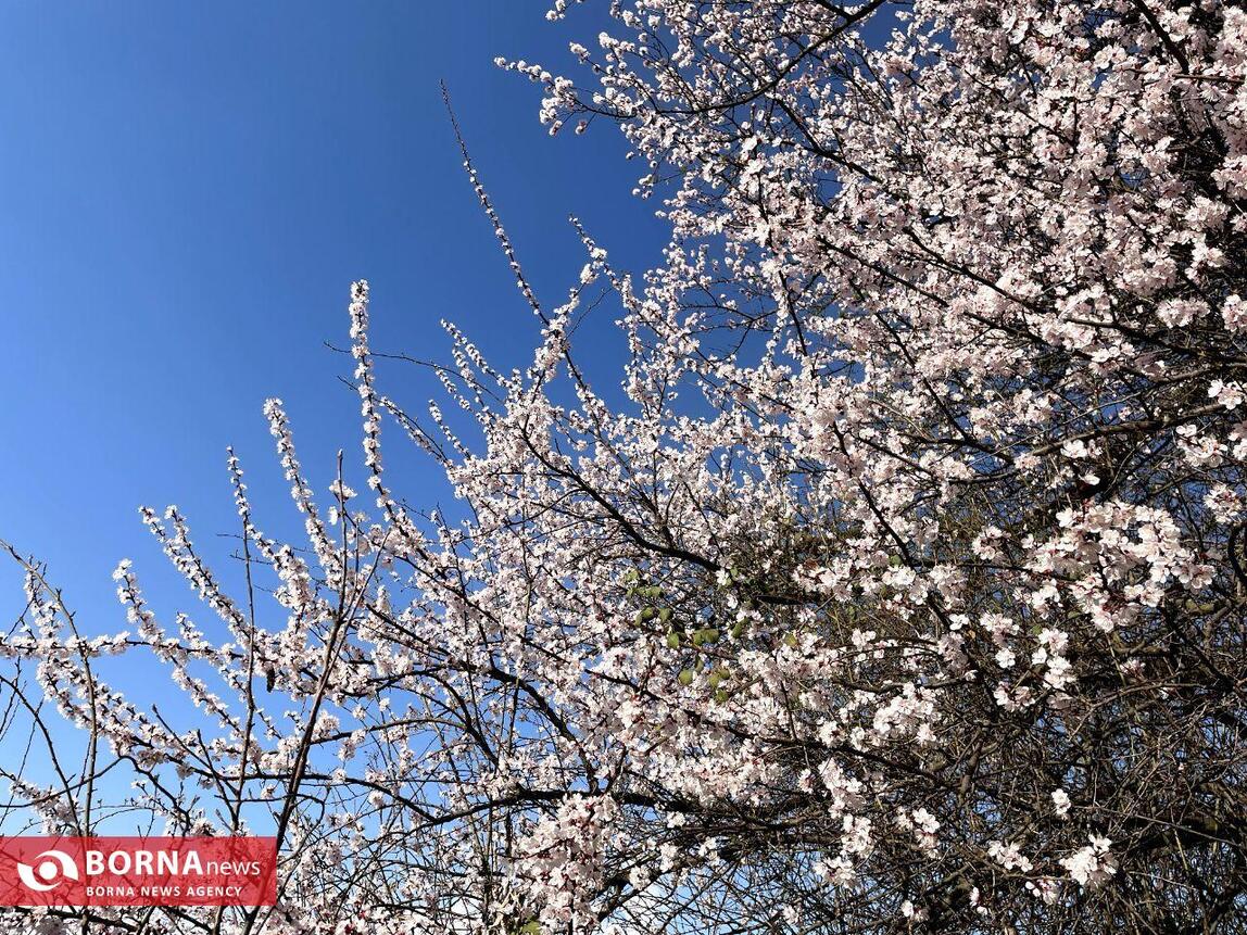 بهار در کشمیر هند