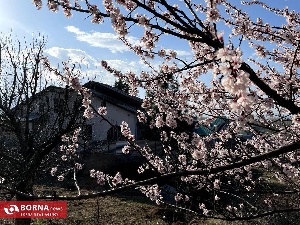 بهار در کشمیر هند