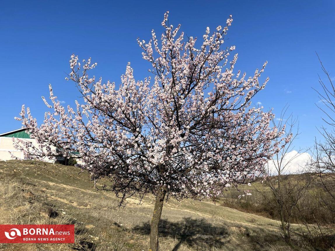 بهار در کشمیر هند