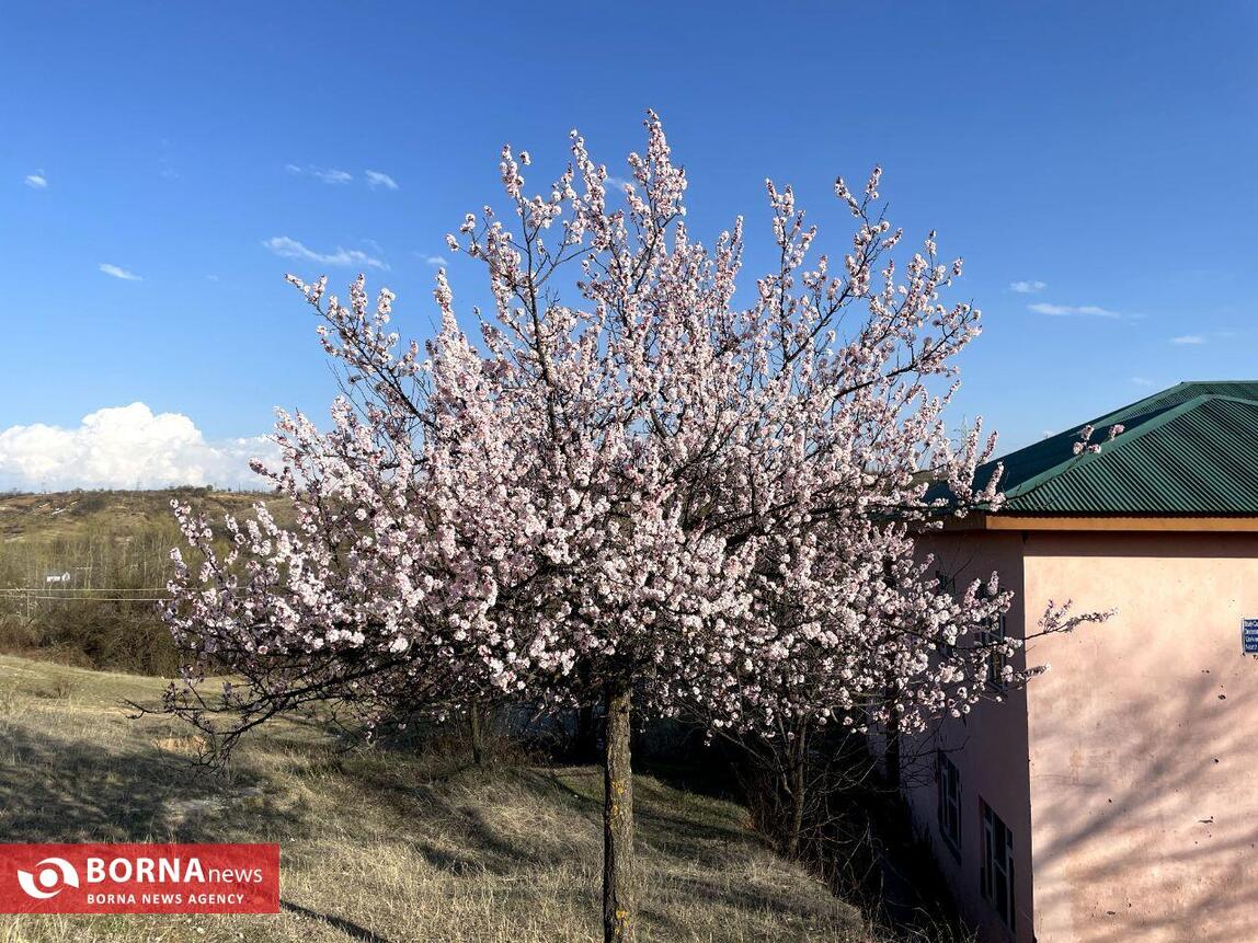 بهار در کشمیر هند