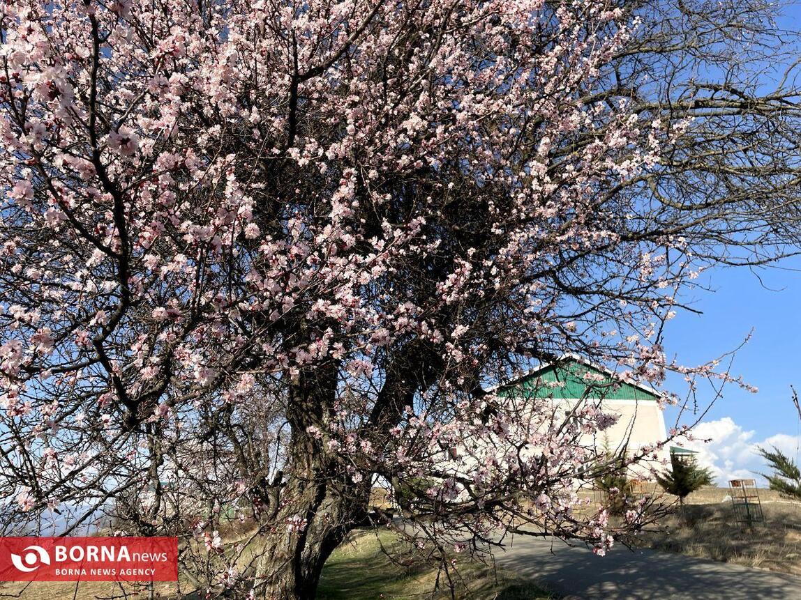 بهار در کشمیر هند